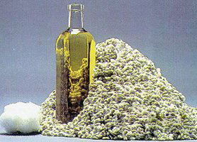 Получение масла из семян хлопчатника